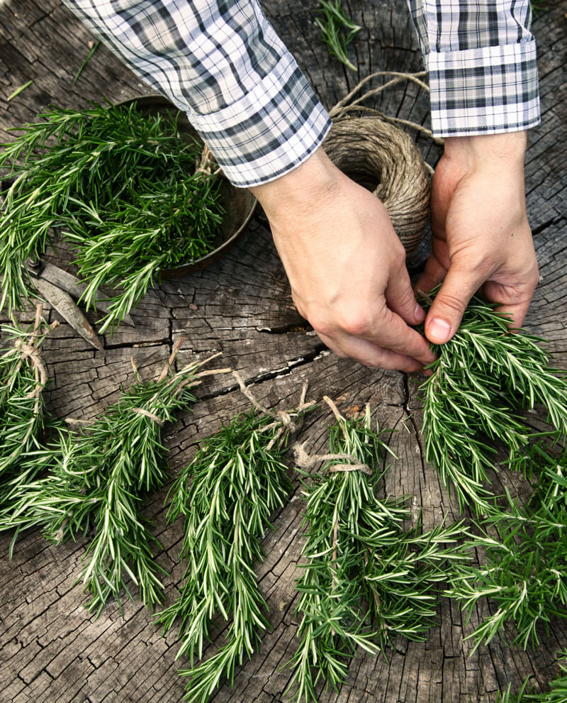 herb manual harvest essential oil