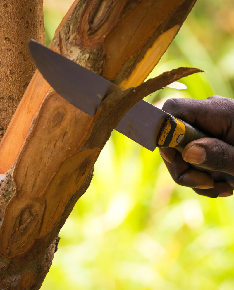 cinnamon manual harvest on tree natural essential oil
