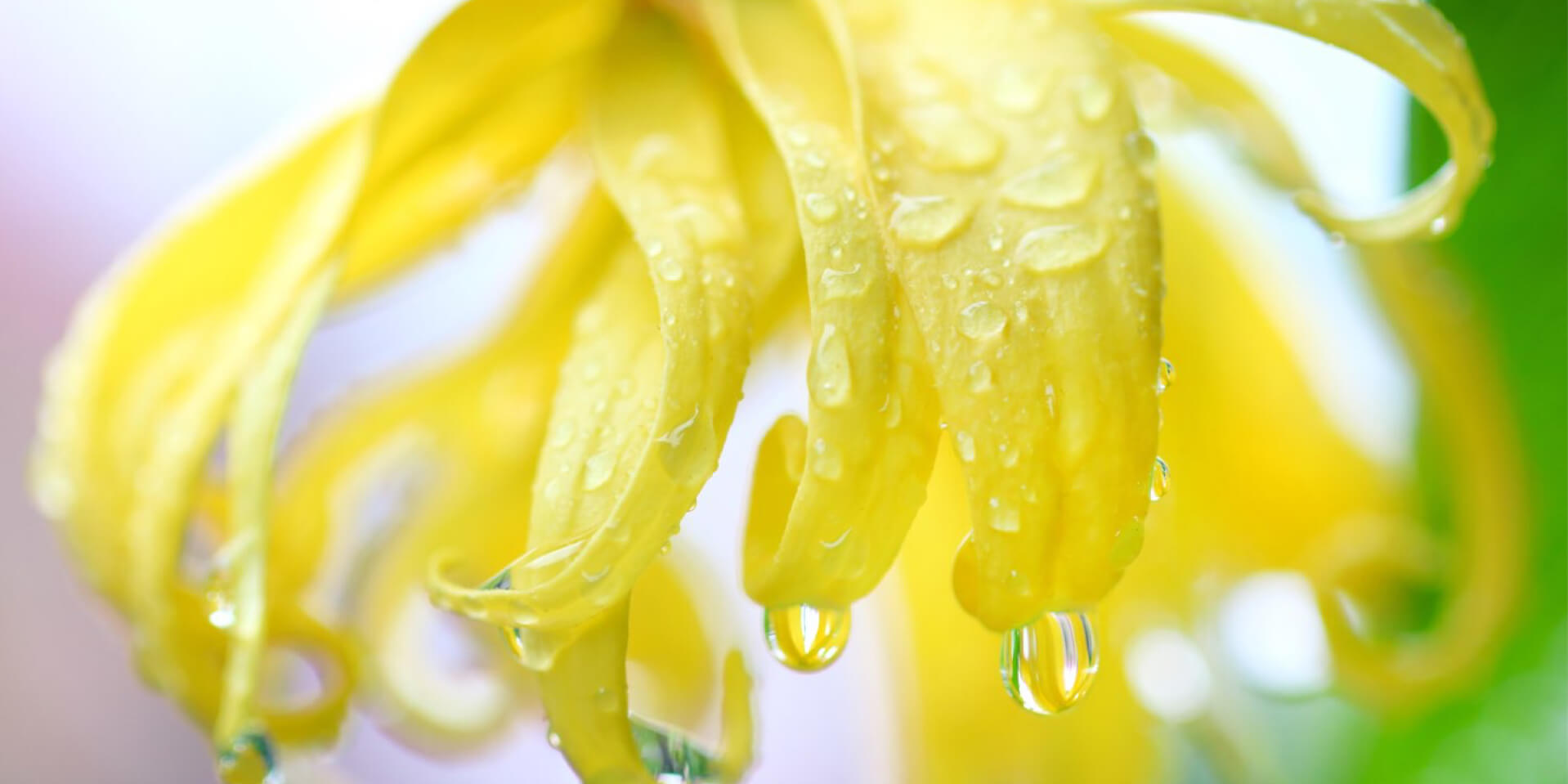 Parfum Ylang Ylang compoz fleur nature huile essentielle ylang ylang