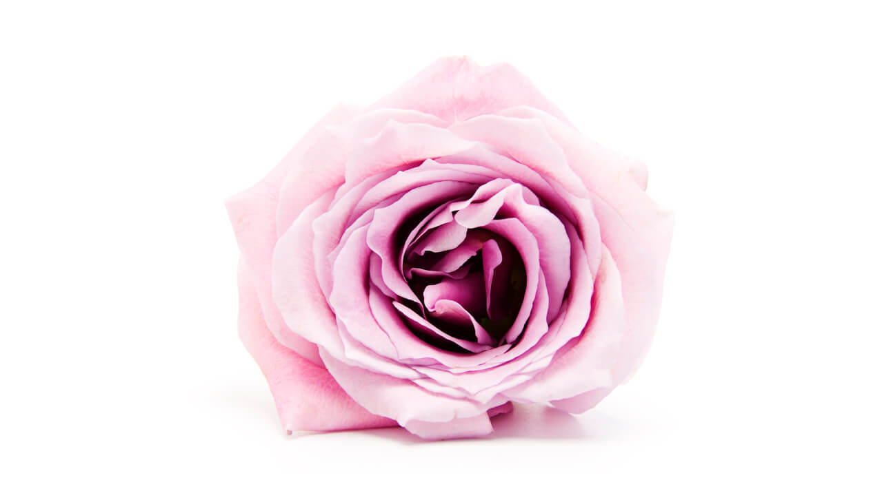 rose perfume essential oil compoz