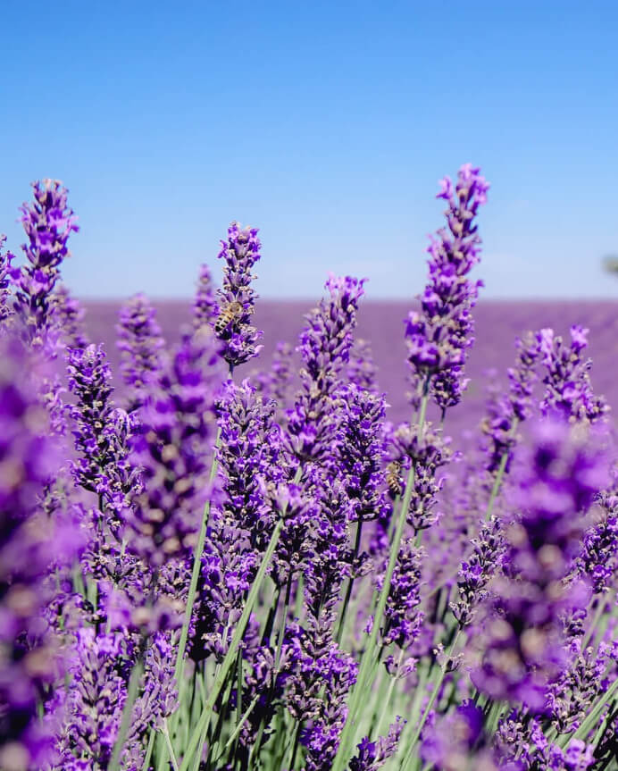 lavender field harvest compoz parfum essential oils