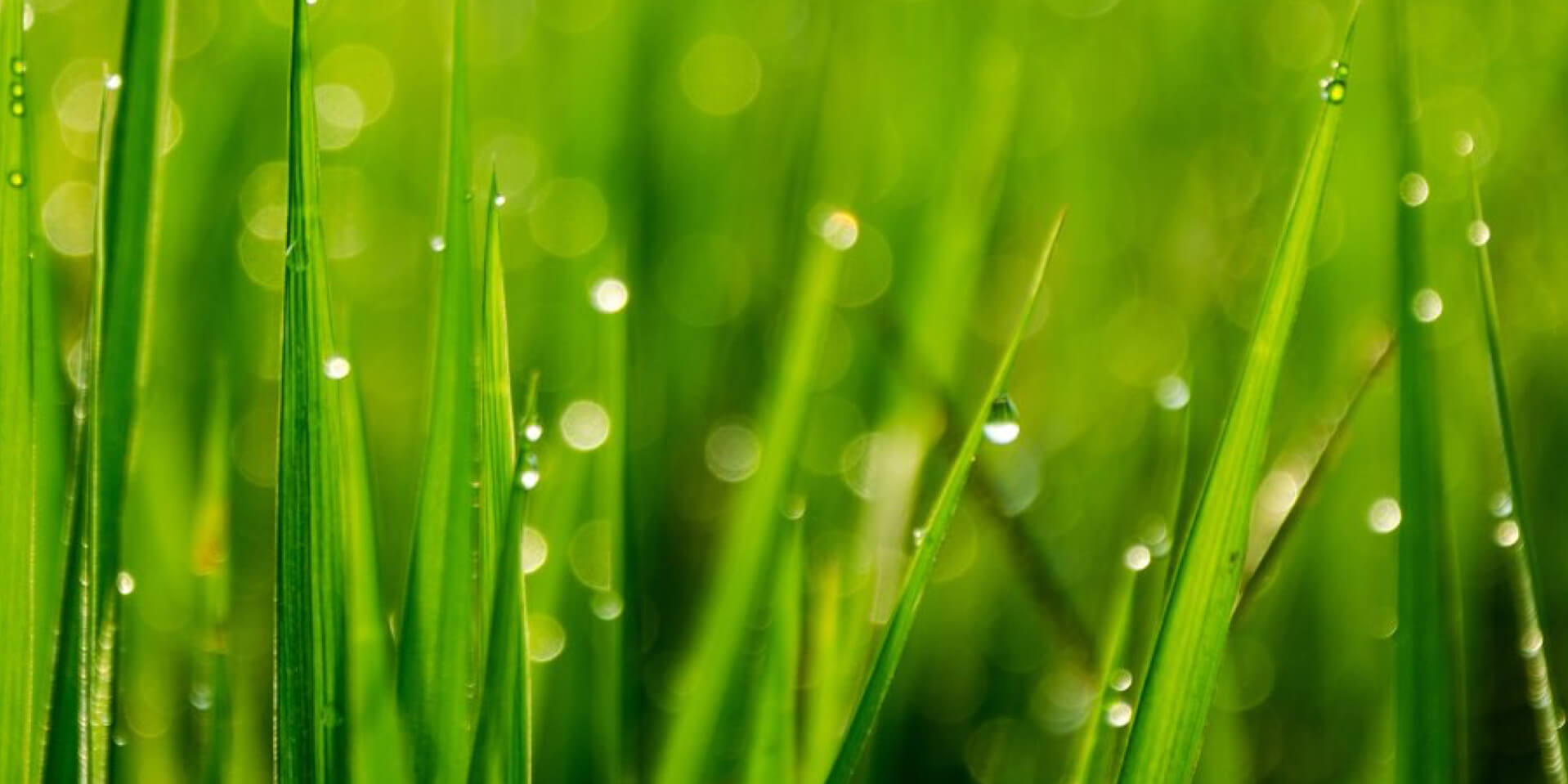 morning dew scent fresh grass perfume essential oil