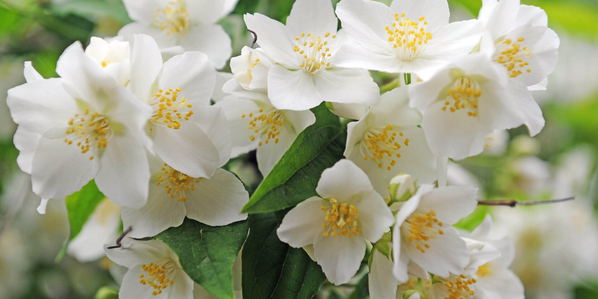 neroli flower used to produce natural essential oil